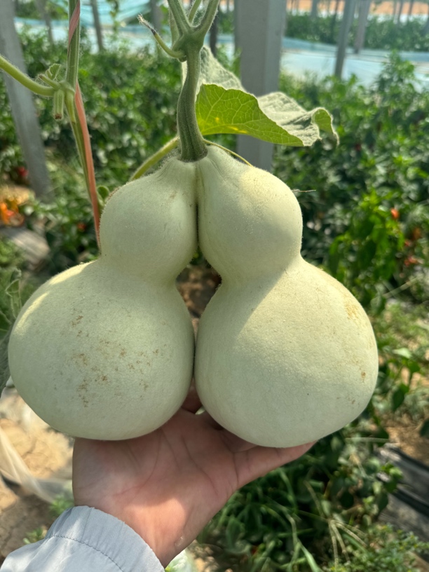 青皮精品葫芦直播间用链接