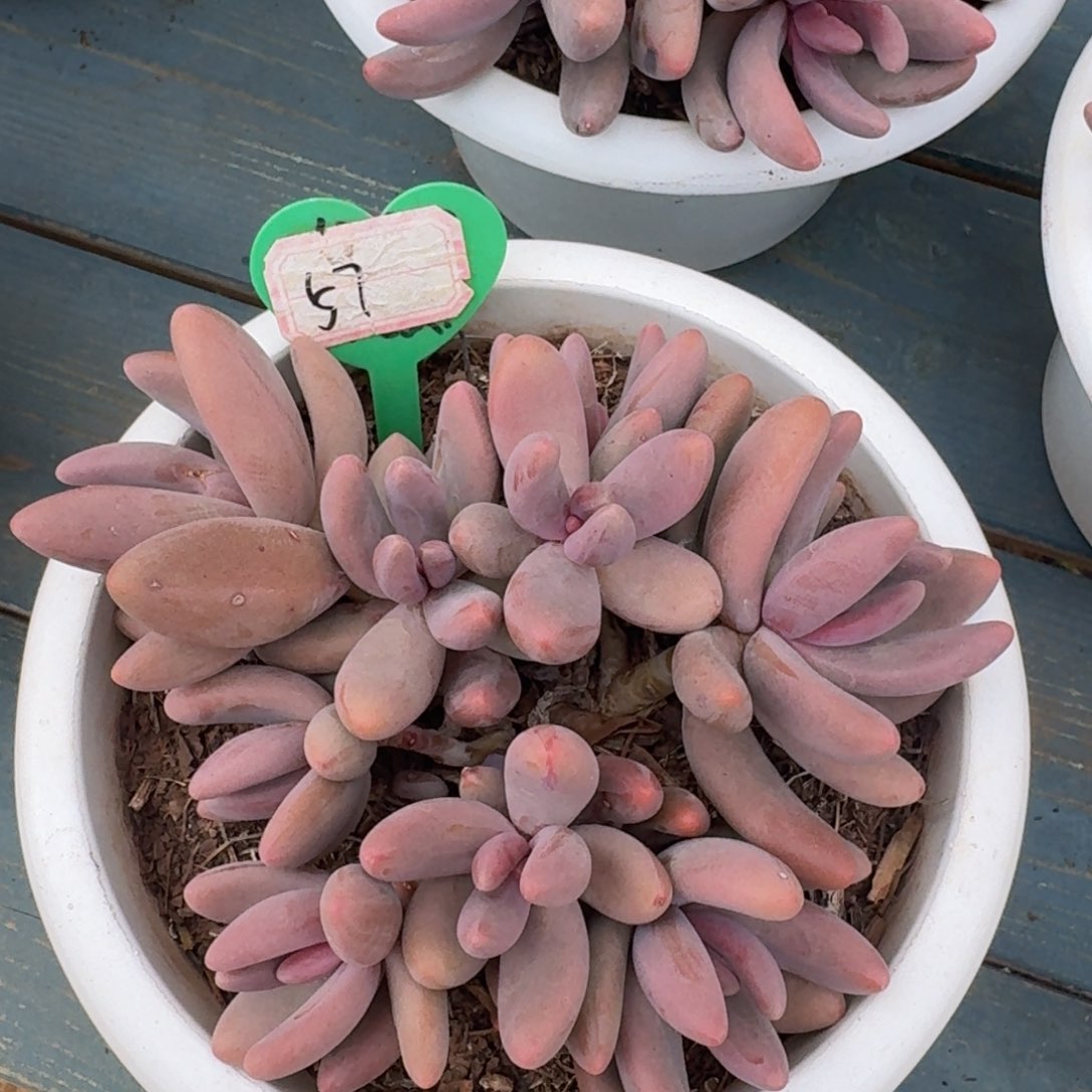 k****?红手指老桩一物一拍57