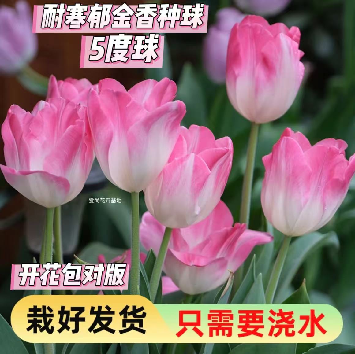 【5度球郁金香12＋种球】室内阳台好养盆栽耐寒花卉新手