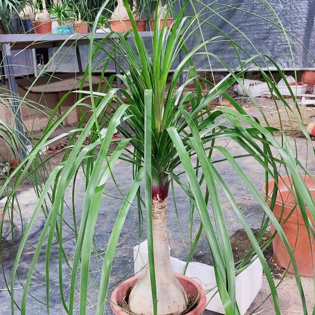 了***售无花朵单头酒瓶兰