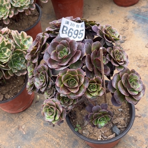 695枚金玫瑰不包断枝