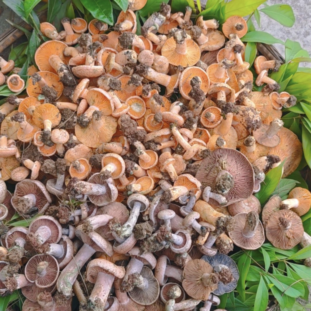 湖南贵州湘西大山深处野生枞树菌谷熟菌菌子黄枞菌茅草菌