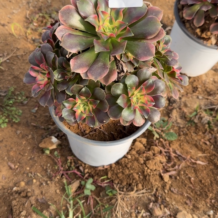 3526 清棚处理不包断枝