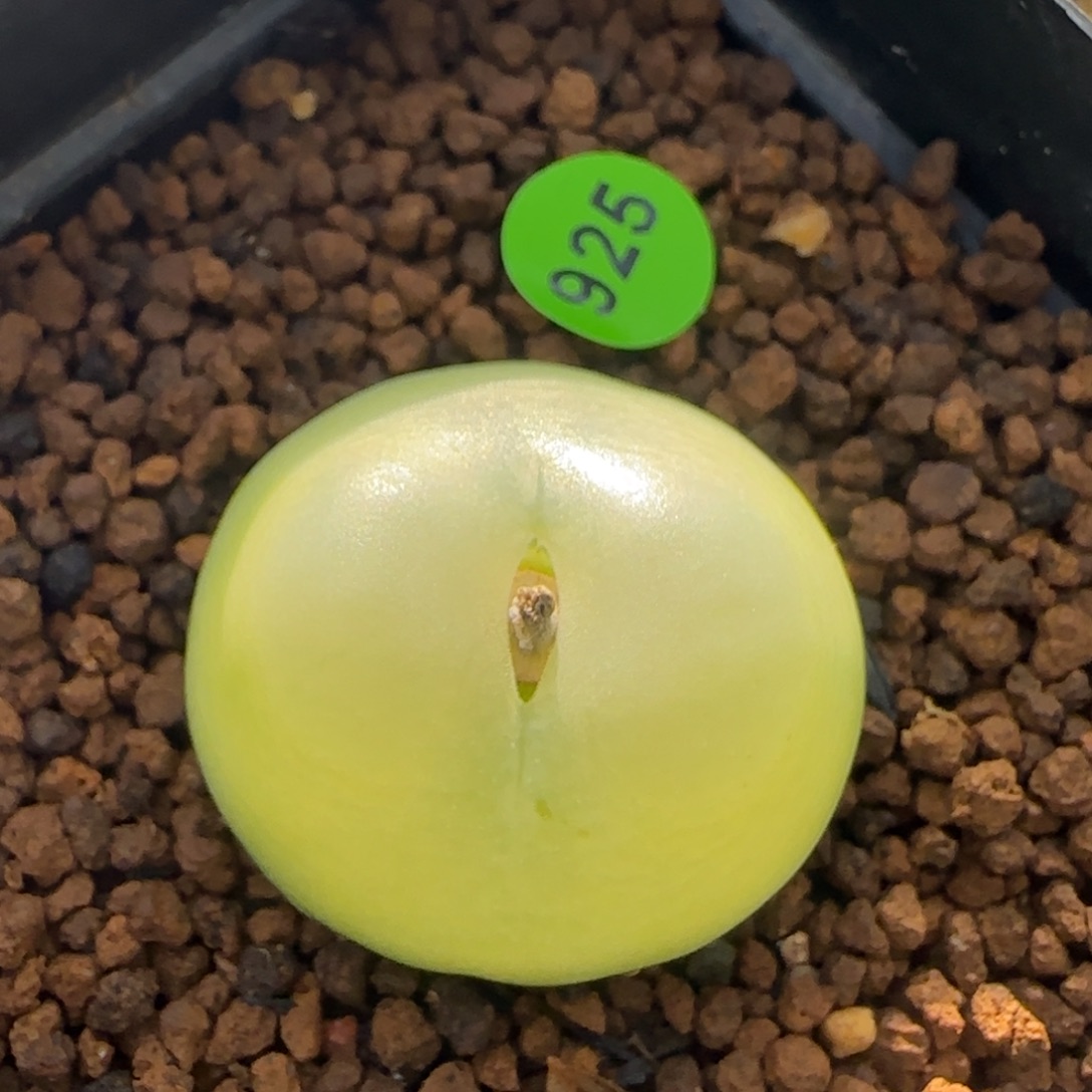 拉登2.8福利多肉植物925