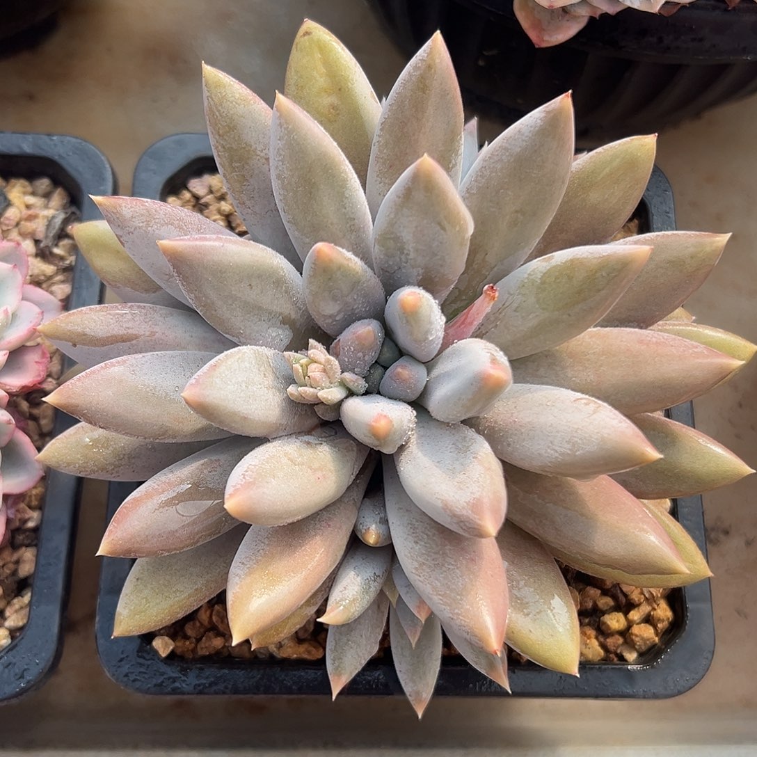 哥特萝莉一物一拍