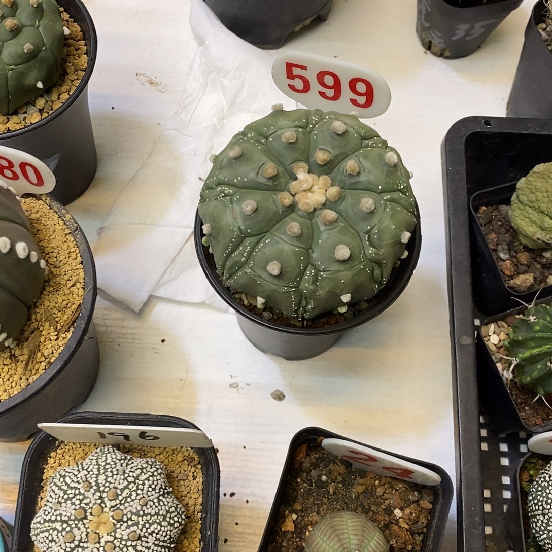 晨***子599福利特价咯啦咯