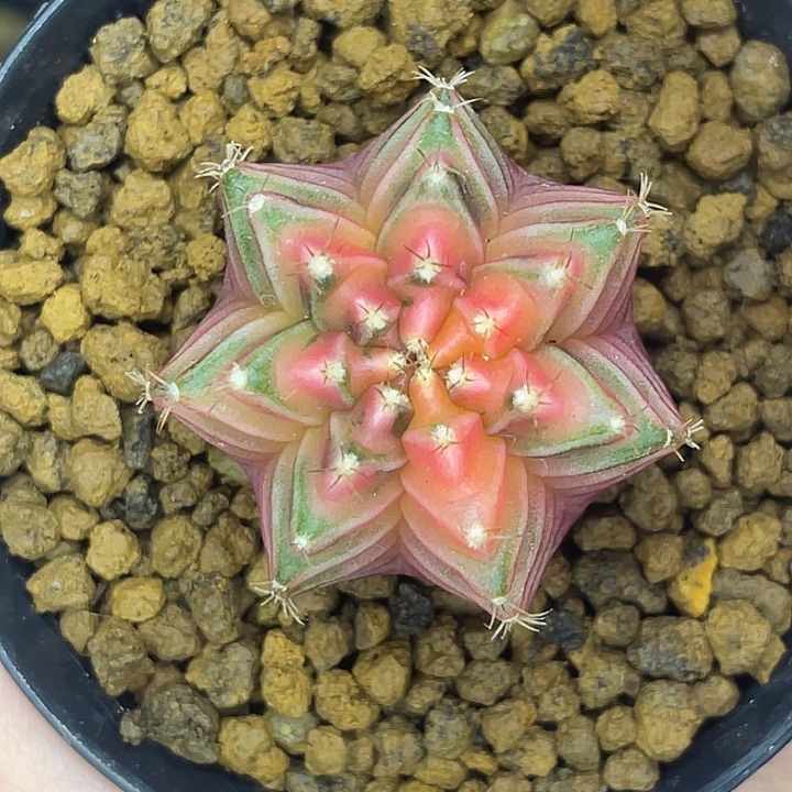 果冻色白桃 一物一拍