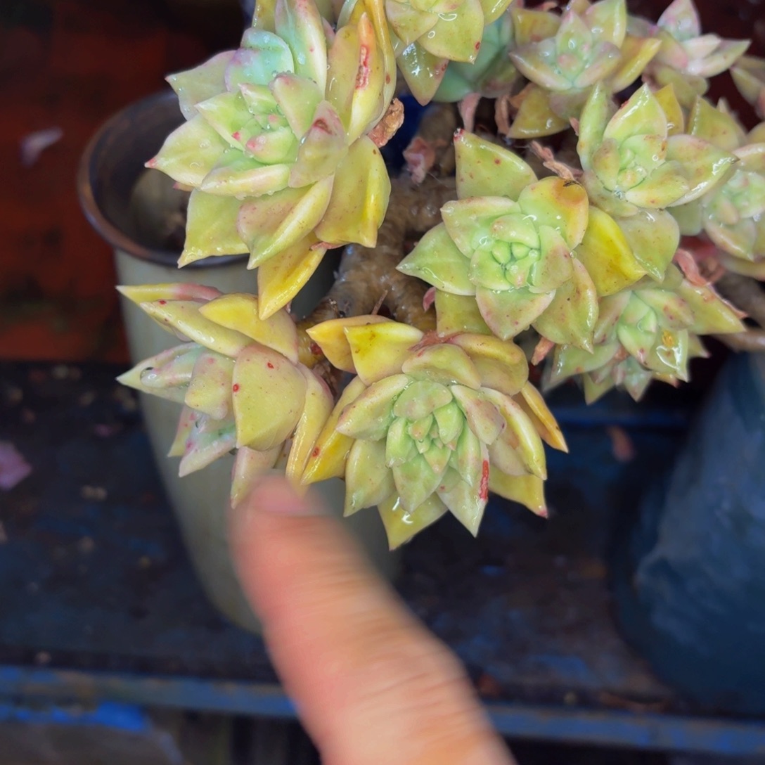 随***风老桩精品肉肉黄金宝表丽娜