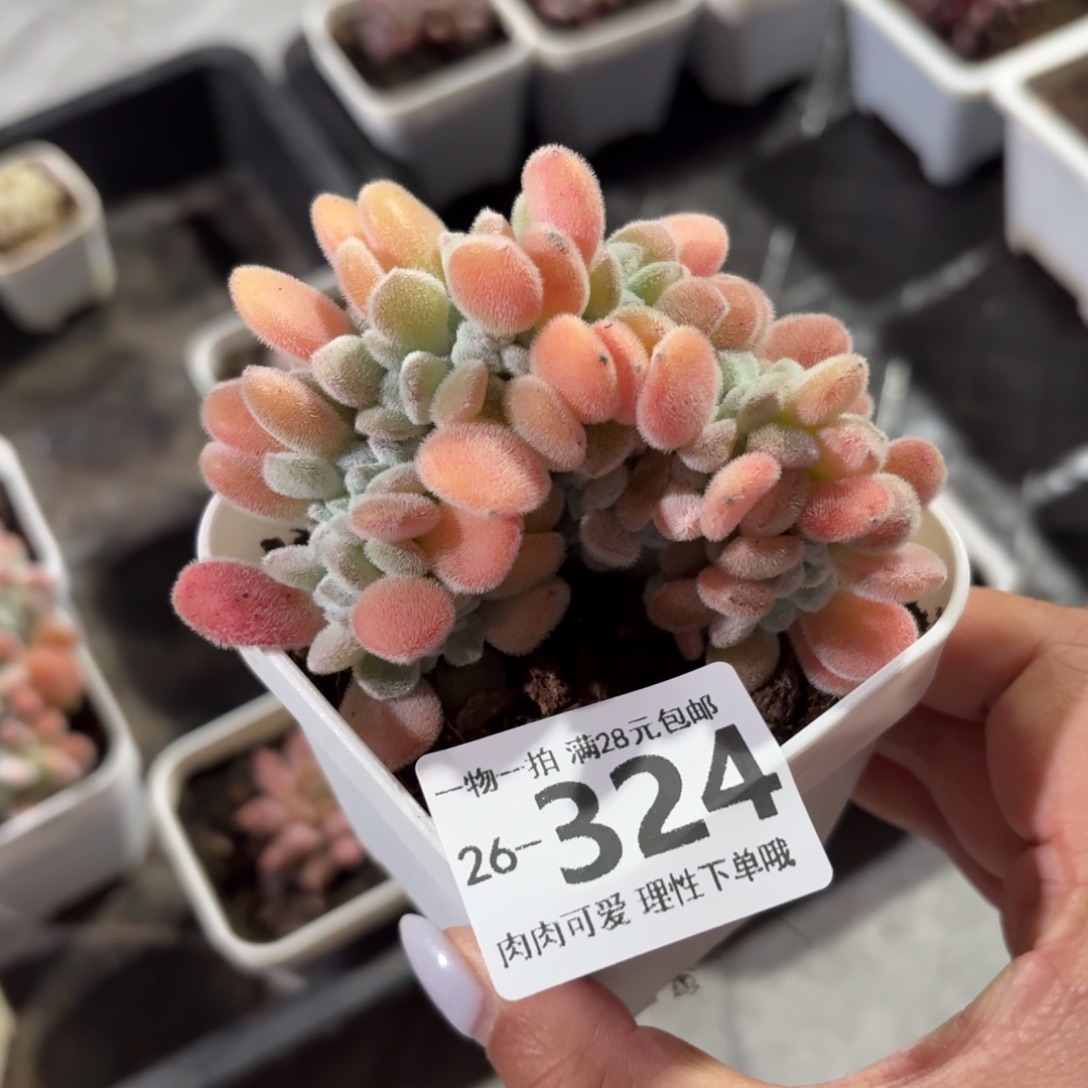 雪晃星缀化无盆发货