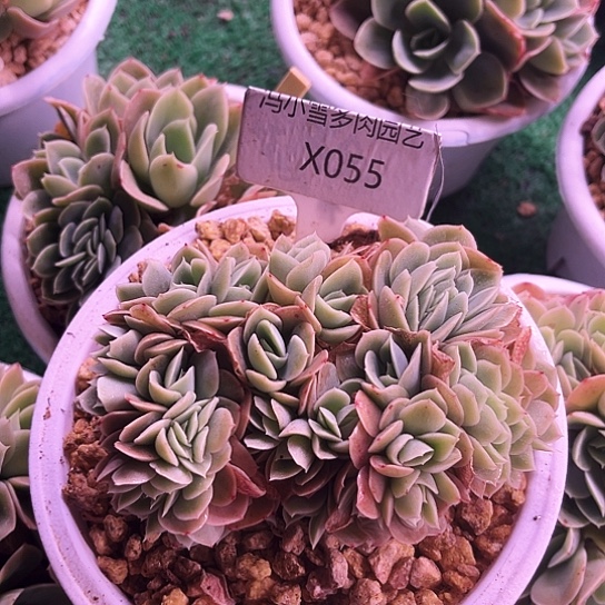 我是第一百个为妖刀应援的阴阳师