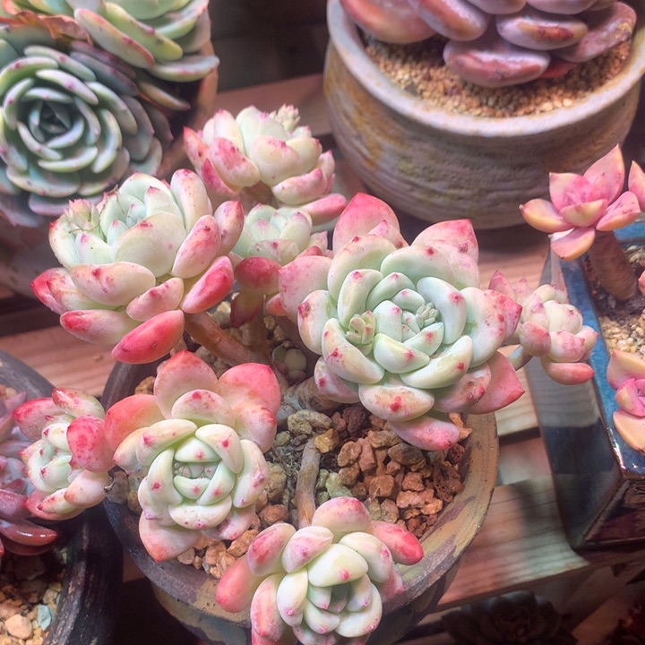 望舒z z z z z z