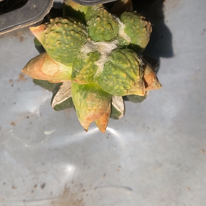 小***庄草球接怒涛锦专拍