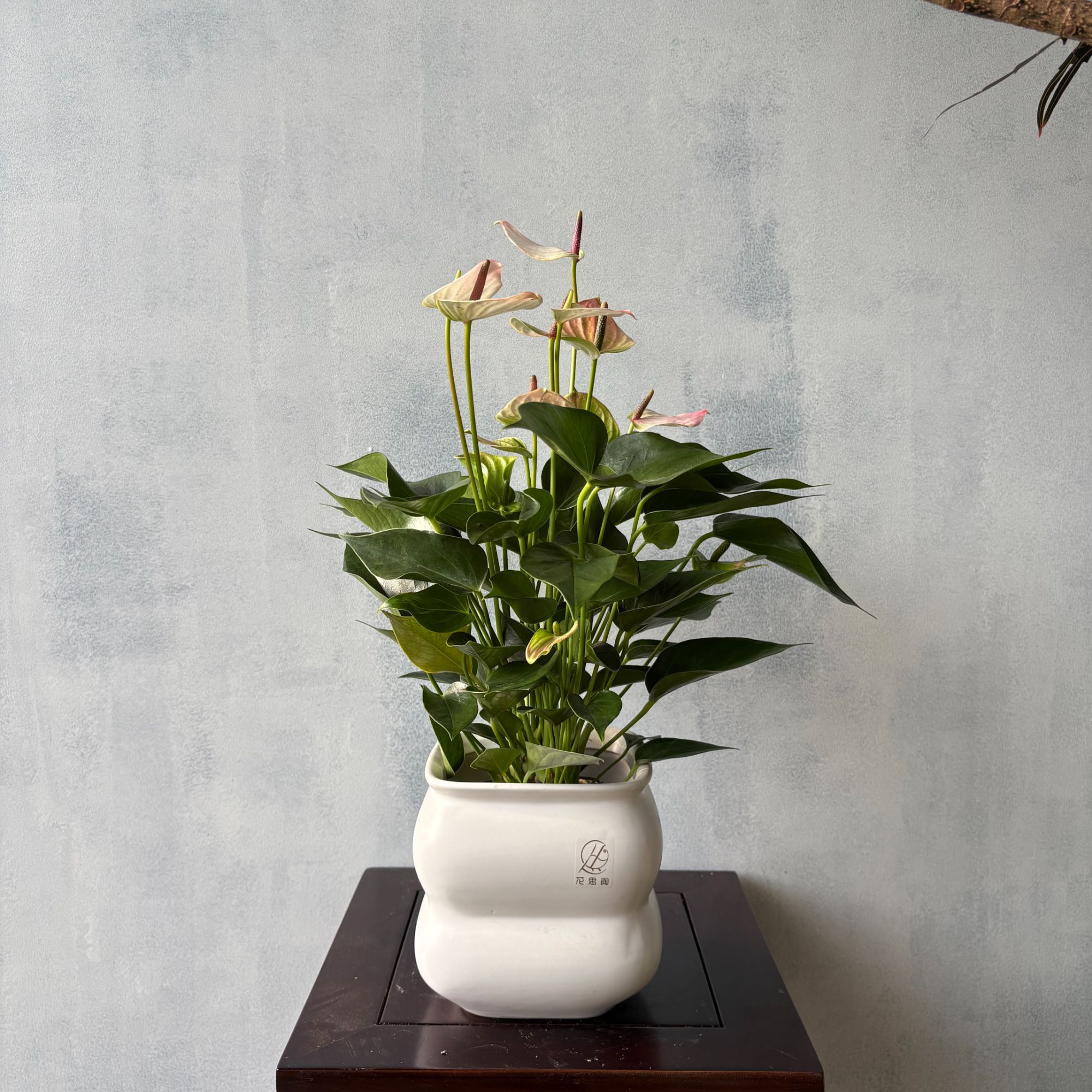 粉冠军红掌 粉掌氛围感神器客厅前台高级感观花植物【不含盆】