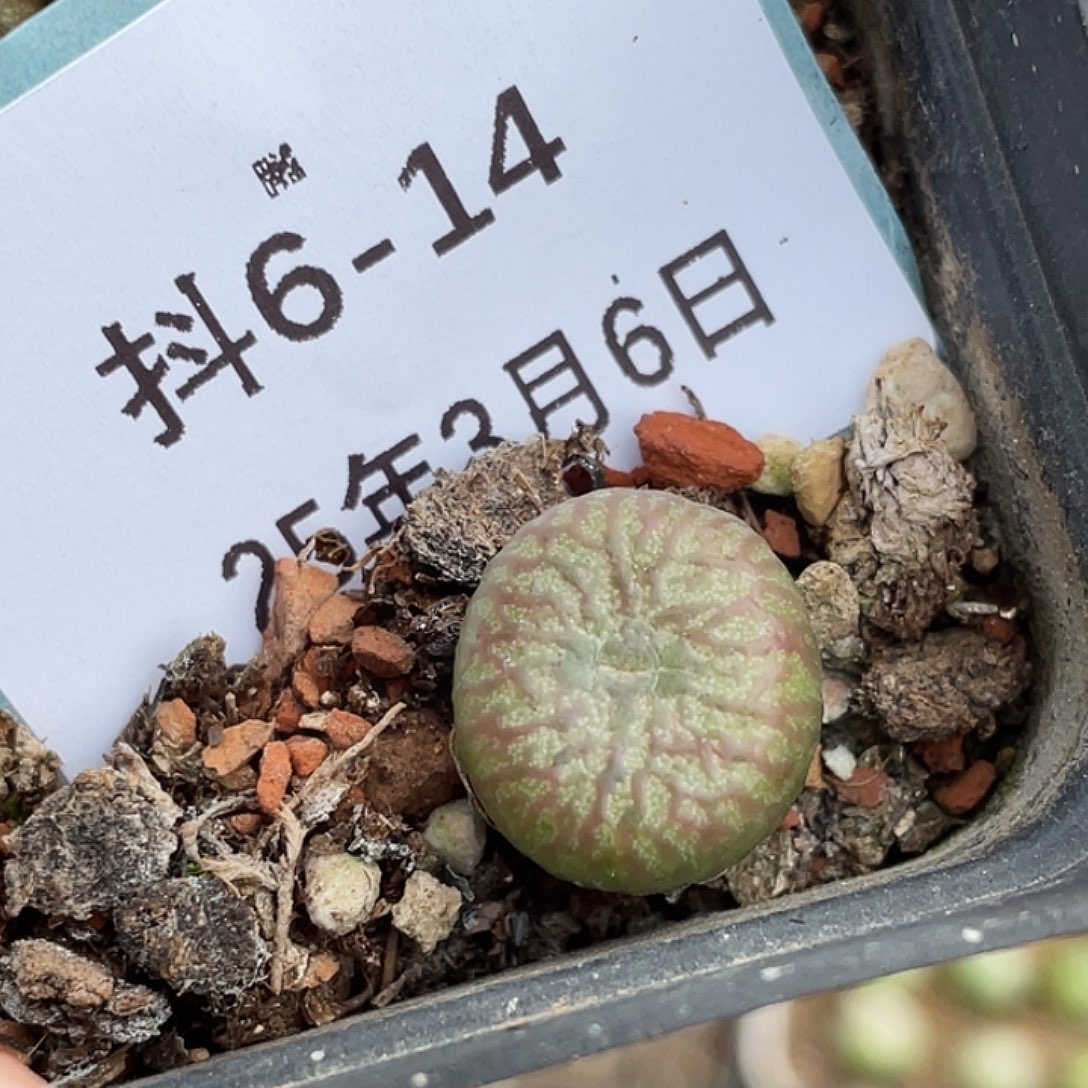 6-14送奶杂多肉植物
