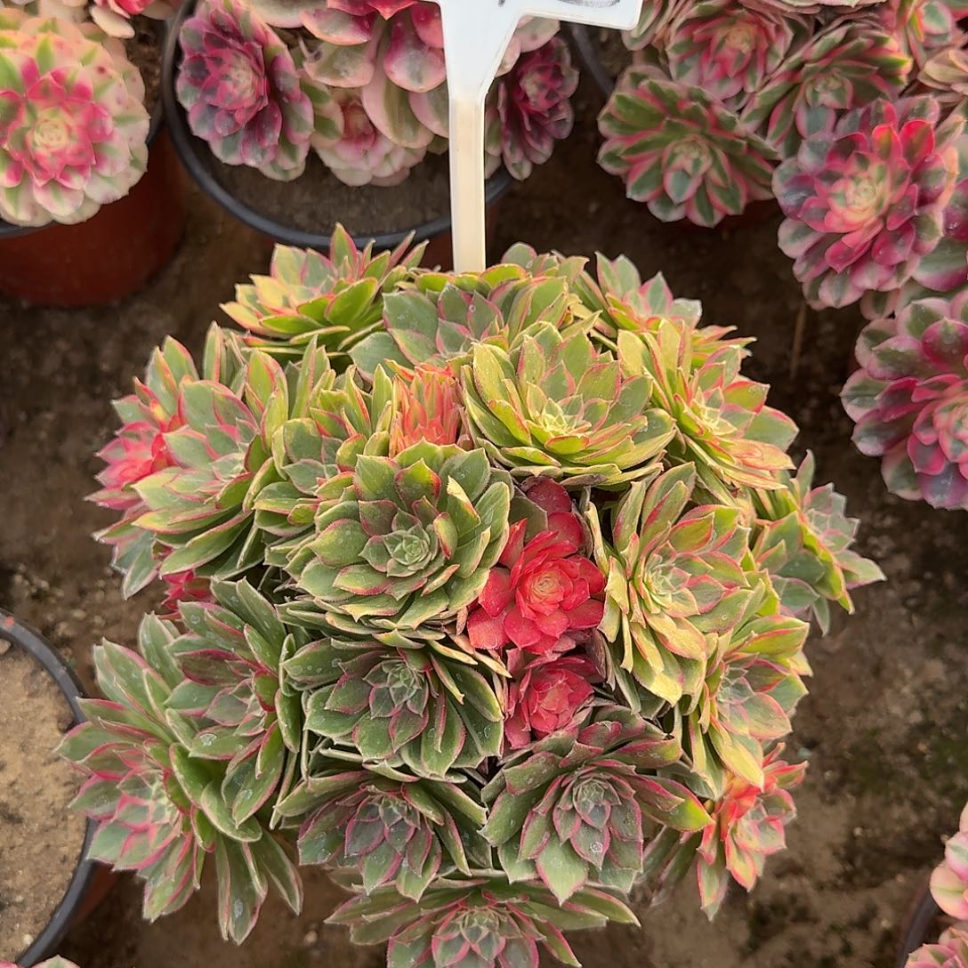 4192万花筒多肉法师多肉