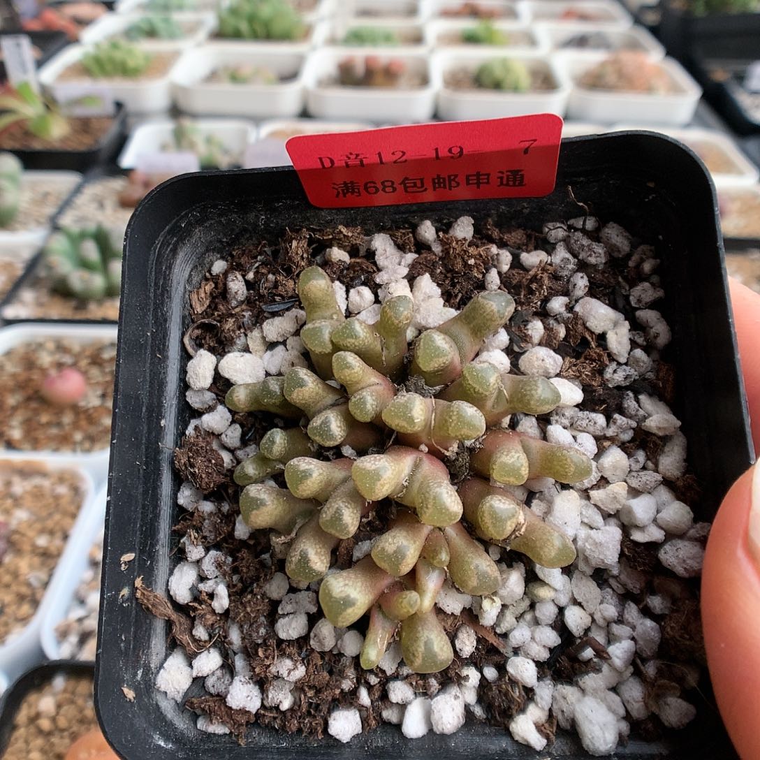 12-19-7  火柴一群