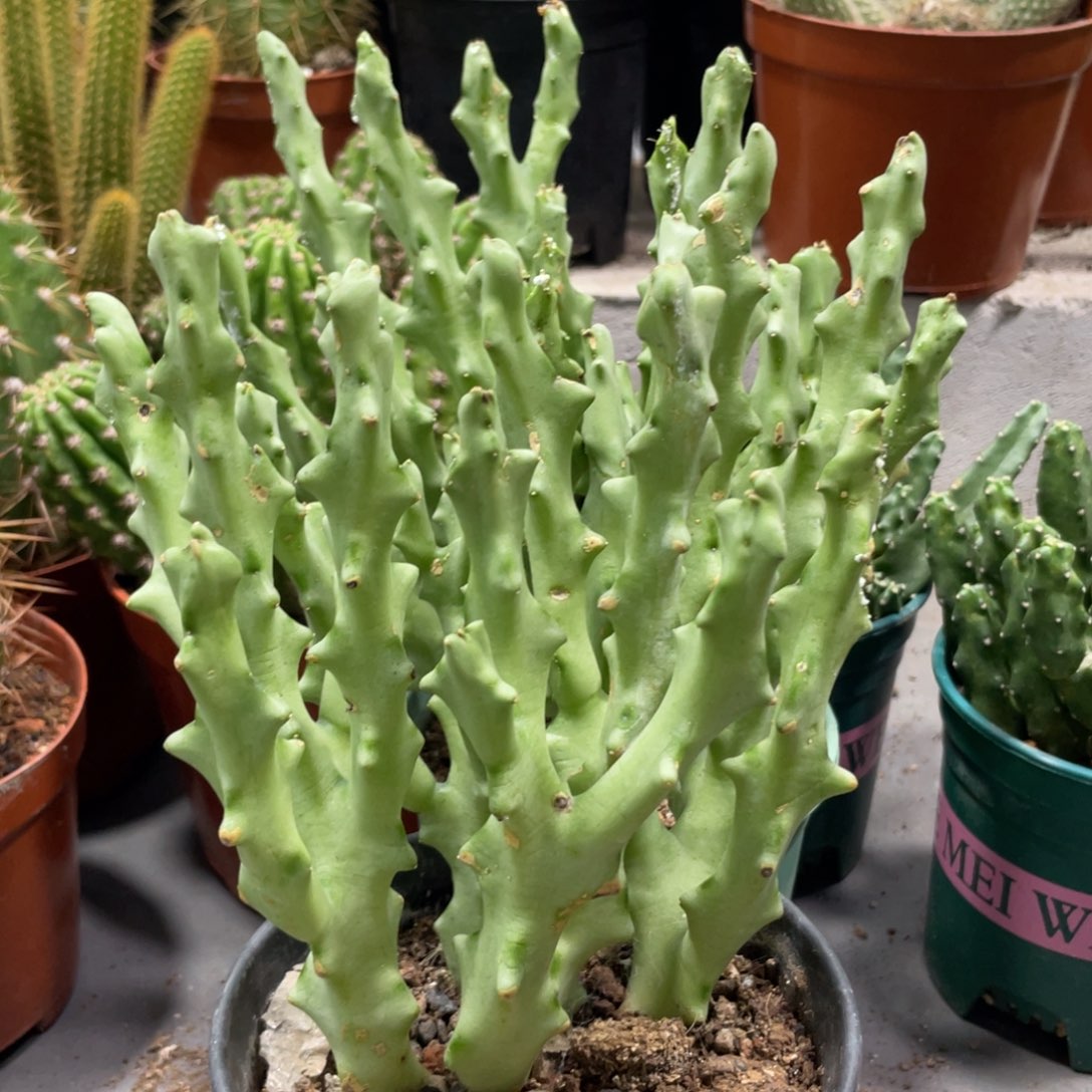 白珊瑚群生大杯萝藦科