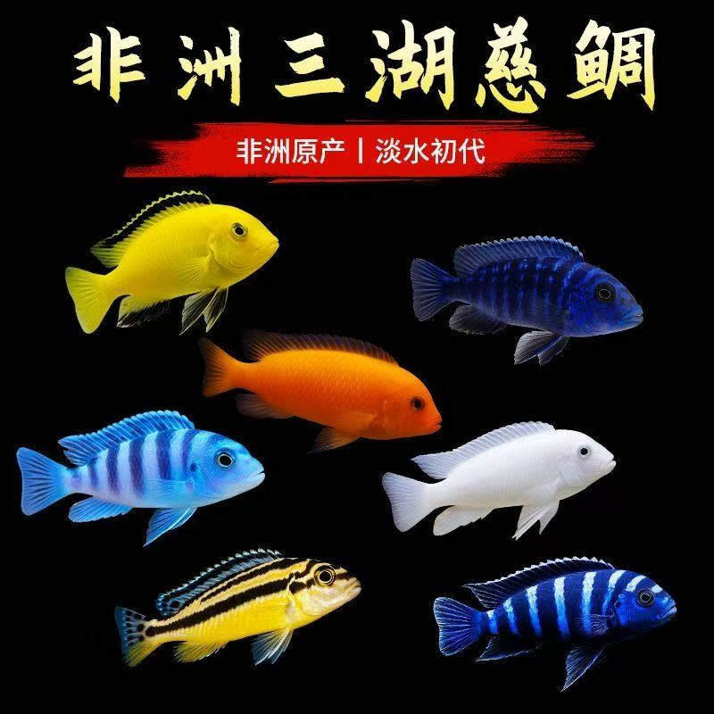 【耐活三湖慈鲷鱼】混发精品马鲷热带观赏鱼新手好养淡水活鱼丽丽