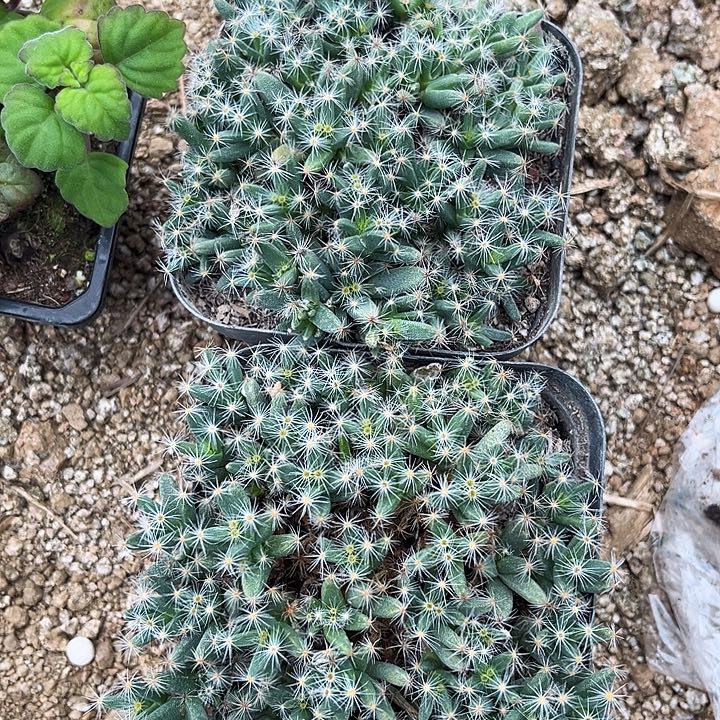 ****ᵁ定向熊仔2颗zzzzz