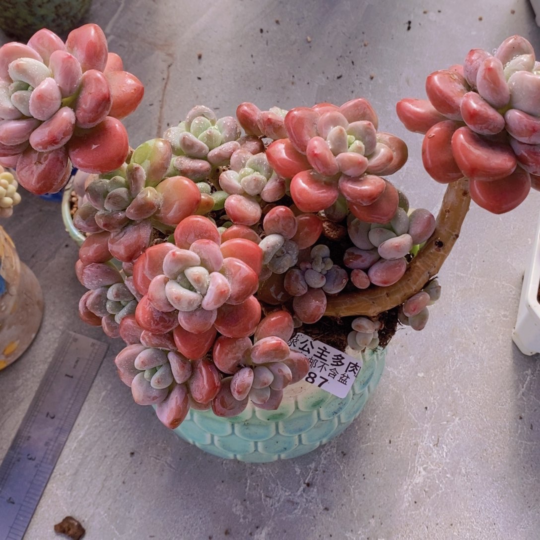 樱花洛神17cm387多肉植物