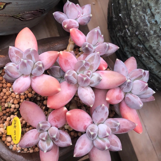 甜甜的多肉一物一拍