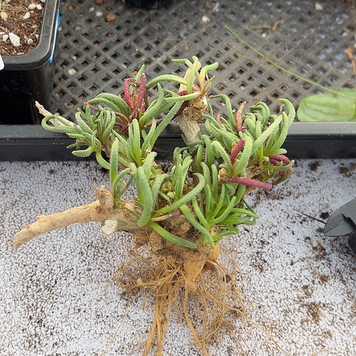 天赐，一物一拍，特