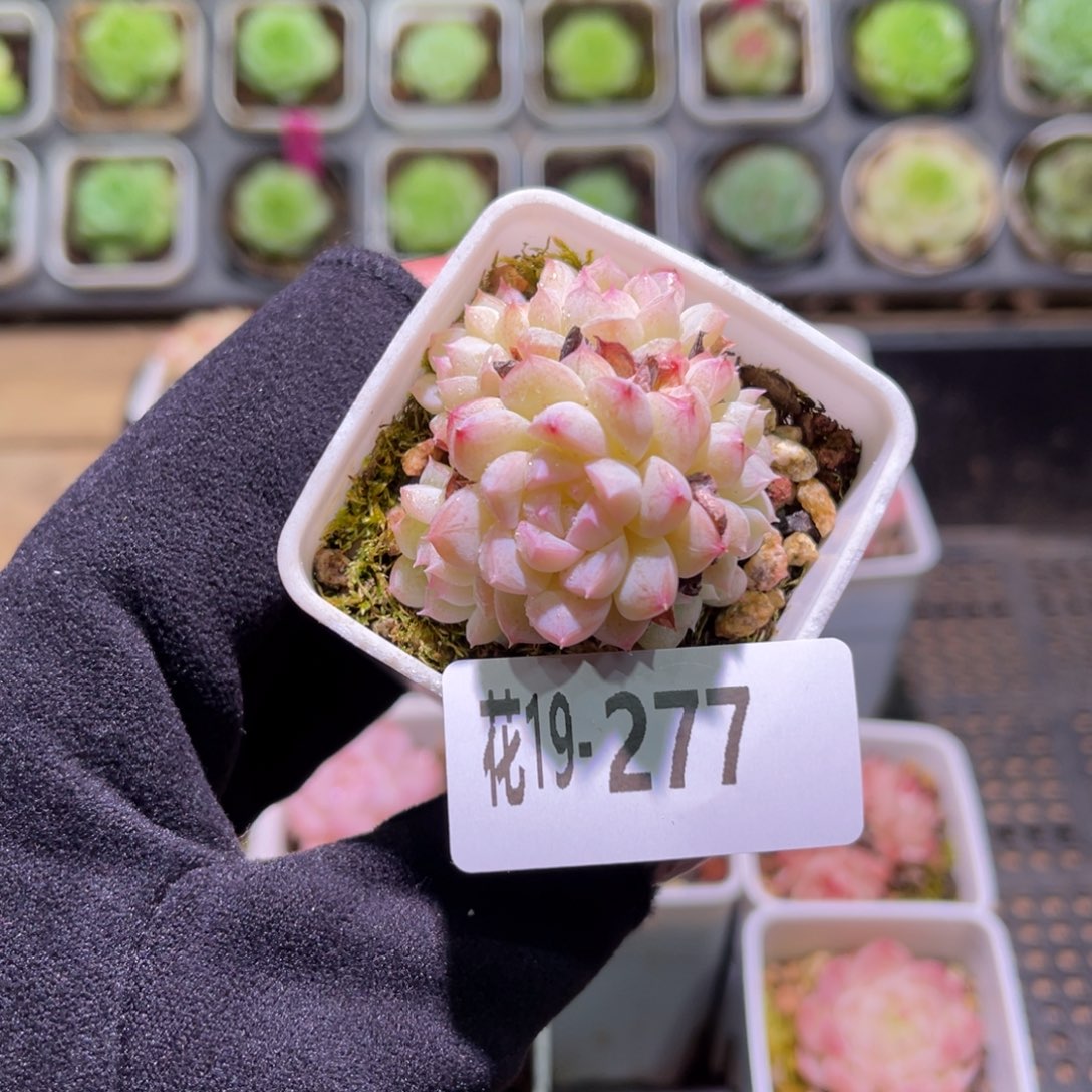 花利美19-277海王