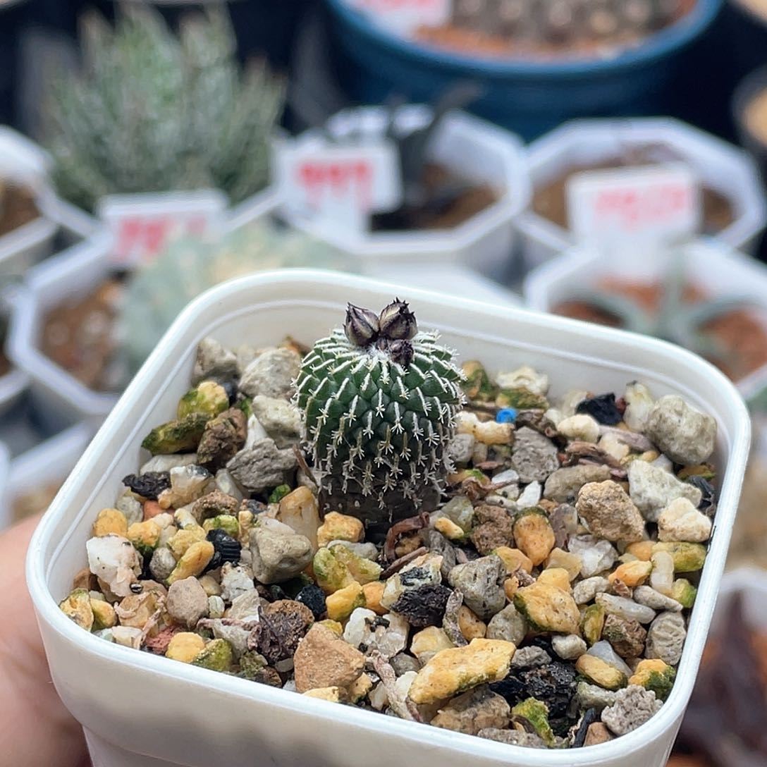 实生刺缀精巧殿仙人球