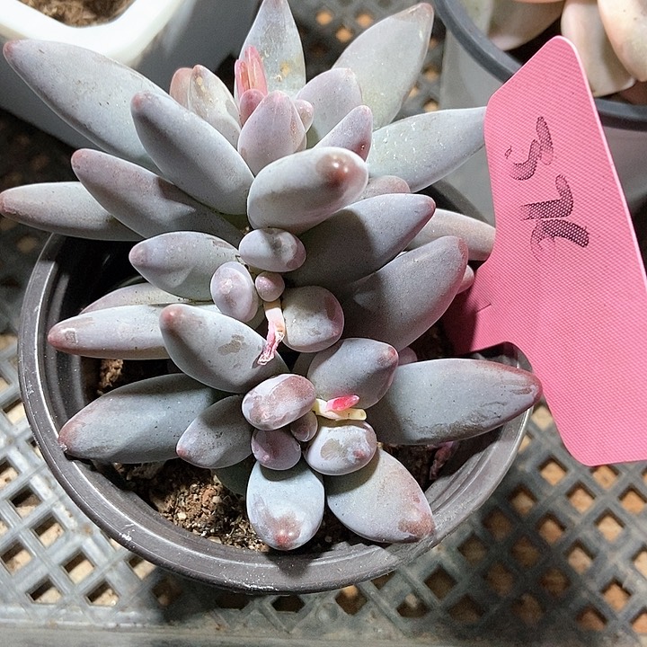 多肉植物白兰地376