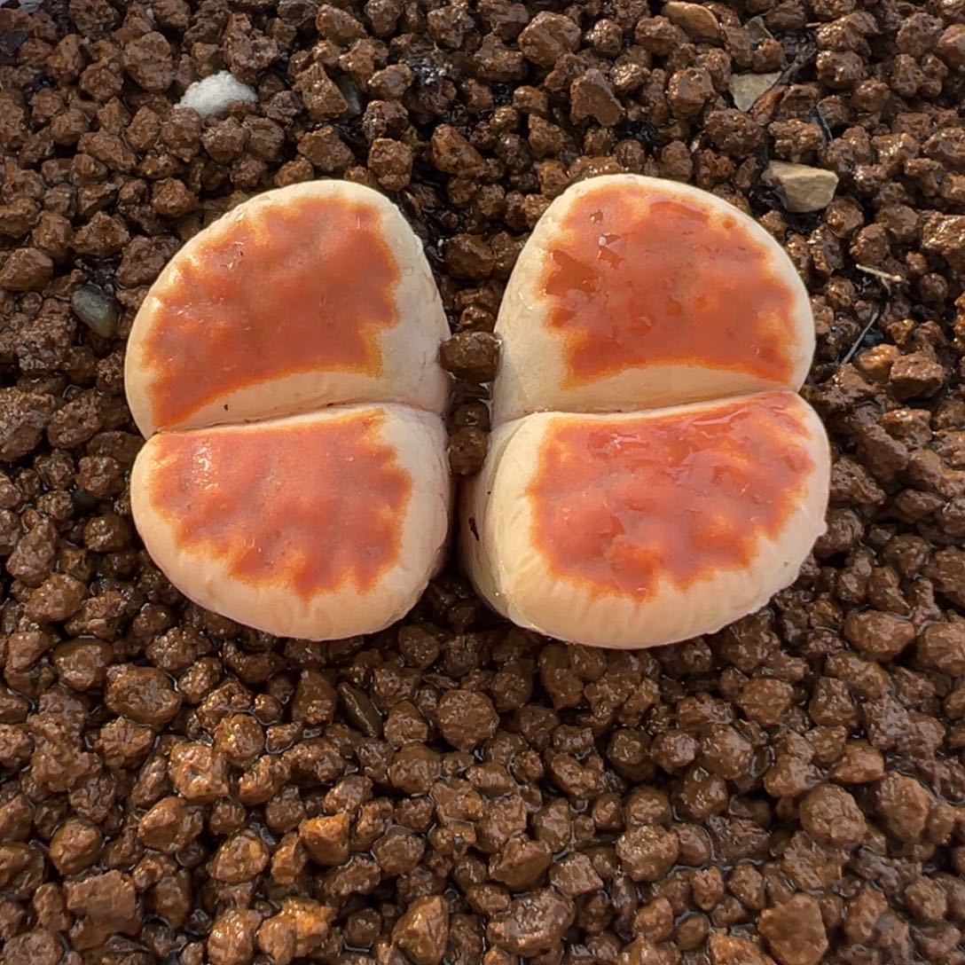 065多肉植物种类多样