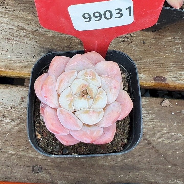 霏***的糖心。  99031号。 