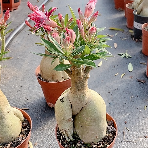 【闪购商品】无花朵果**豆