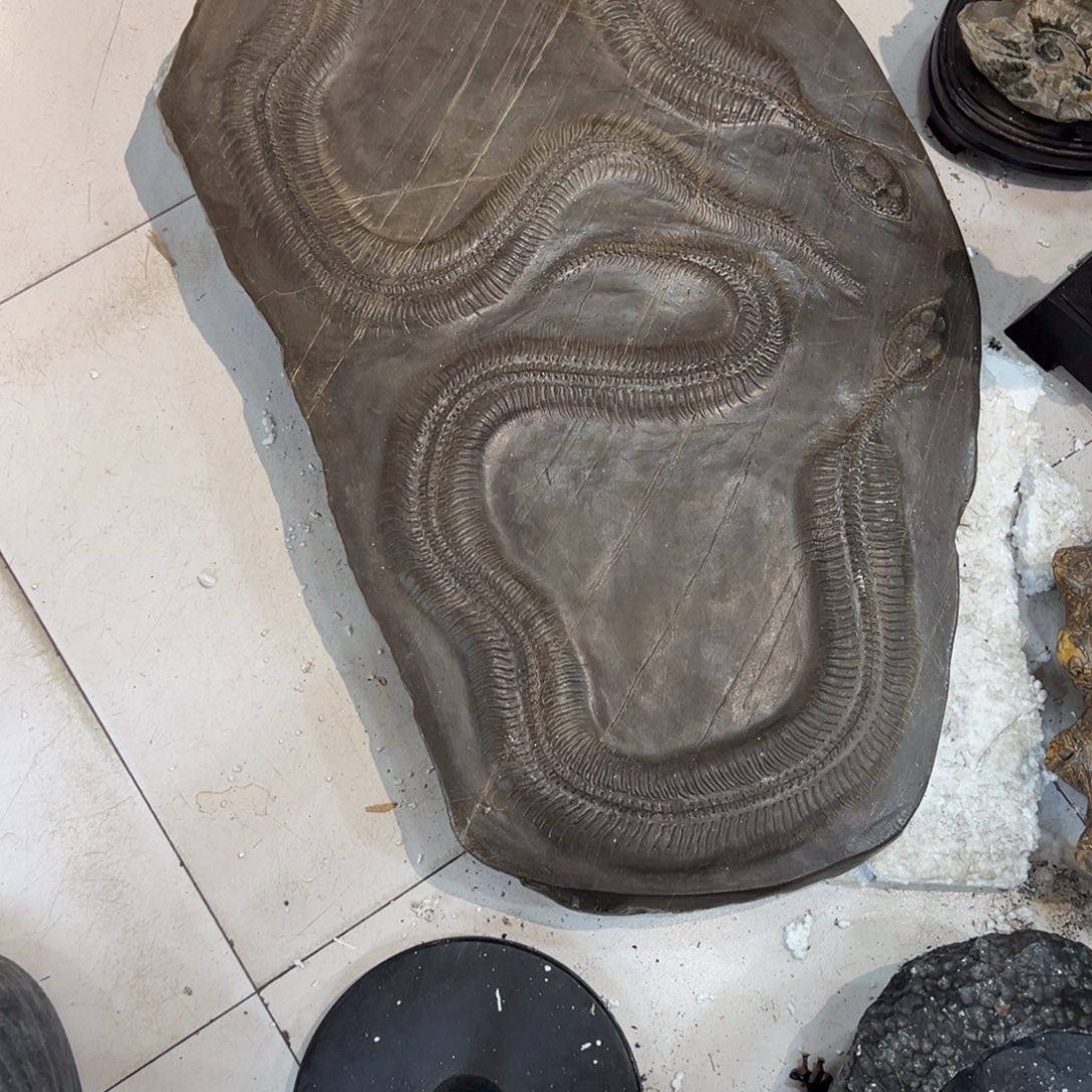 嗨***西完全开放蛇颈龙11111