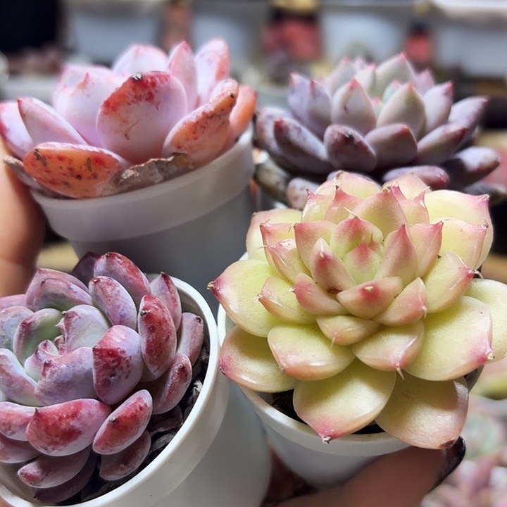 小精灵套餐（满12.9包邮