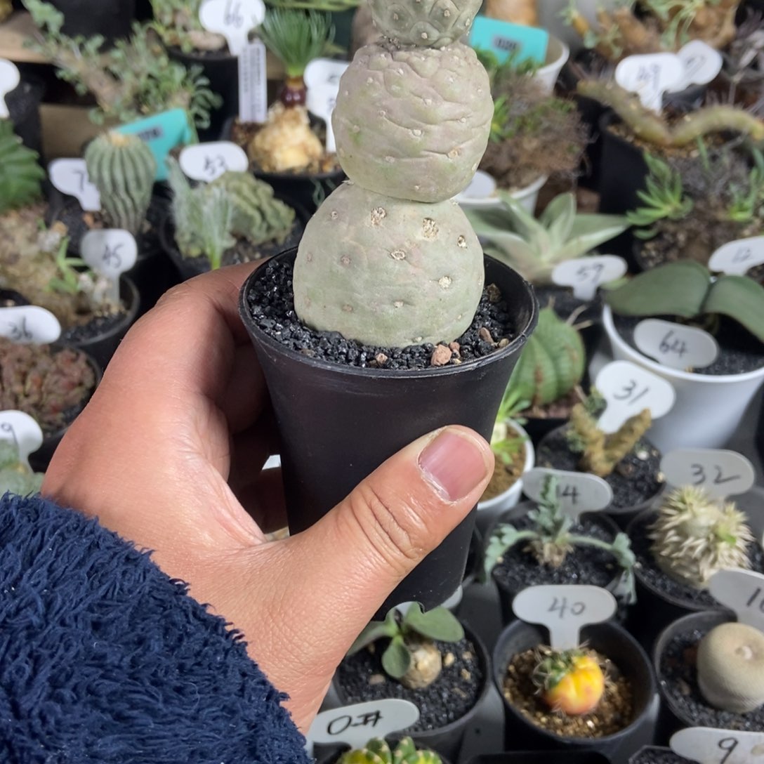 糖葫芦习志野仙人球