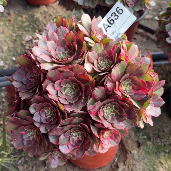 夜宴636法师多肉福利价