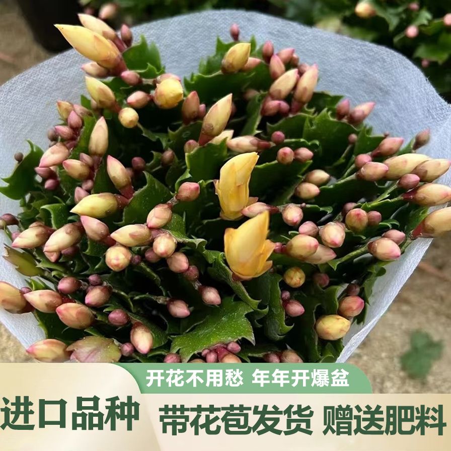 新品黄金索菲亚蟹爪兰重瓣大花带花苞室内花卉绿植四季盆栽开花
