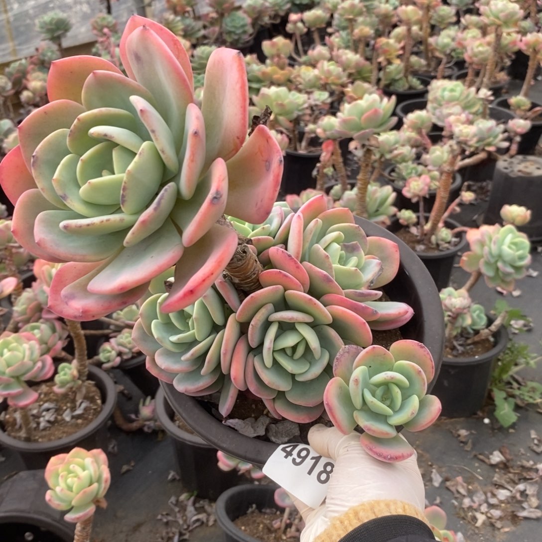 4918白月光一物一拍