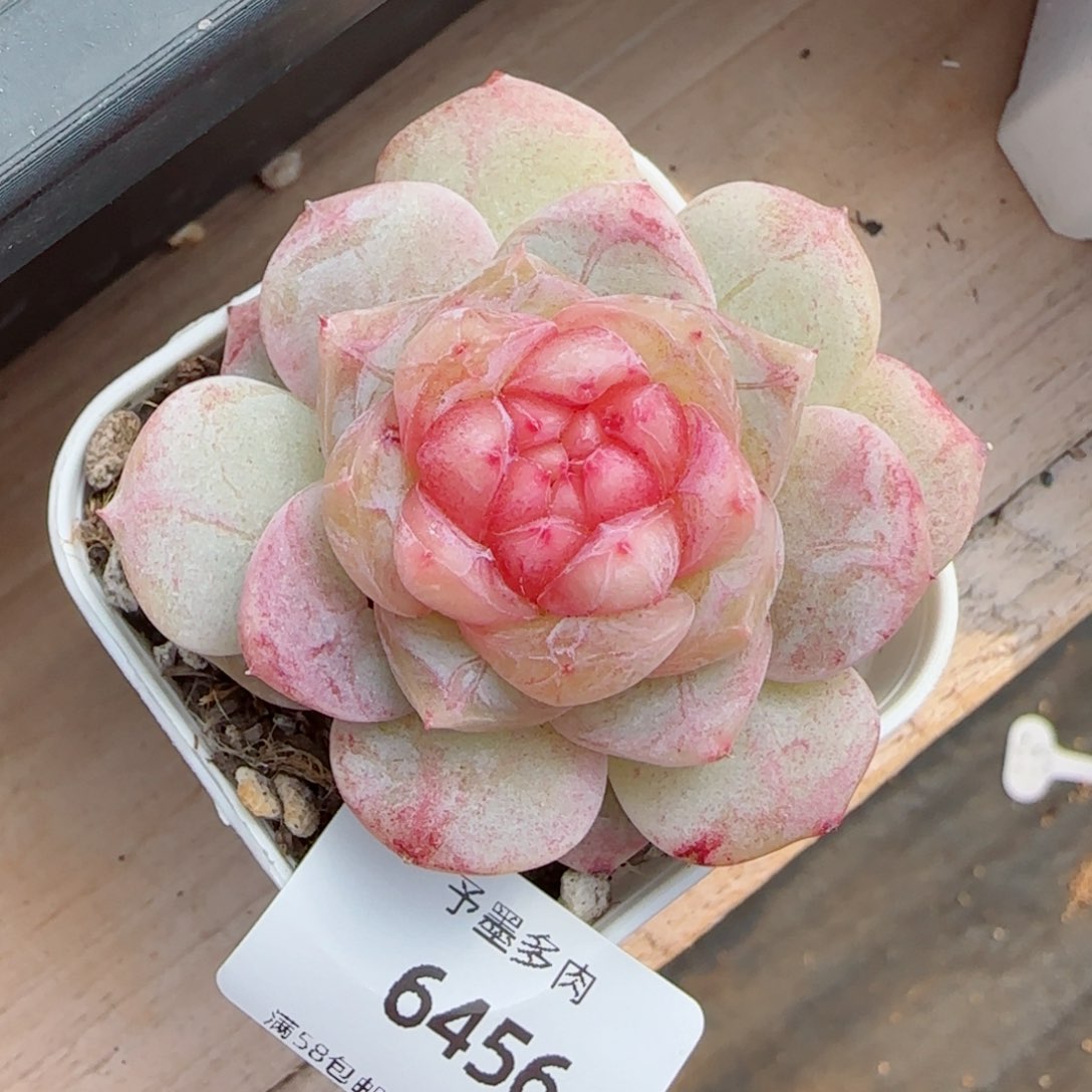 孤品珍妮，6456多肉