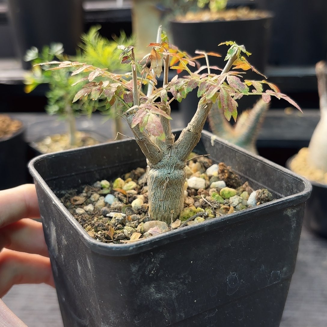 木尼勒达乳香带盆发货