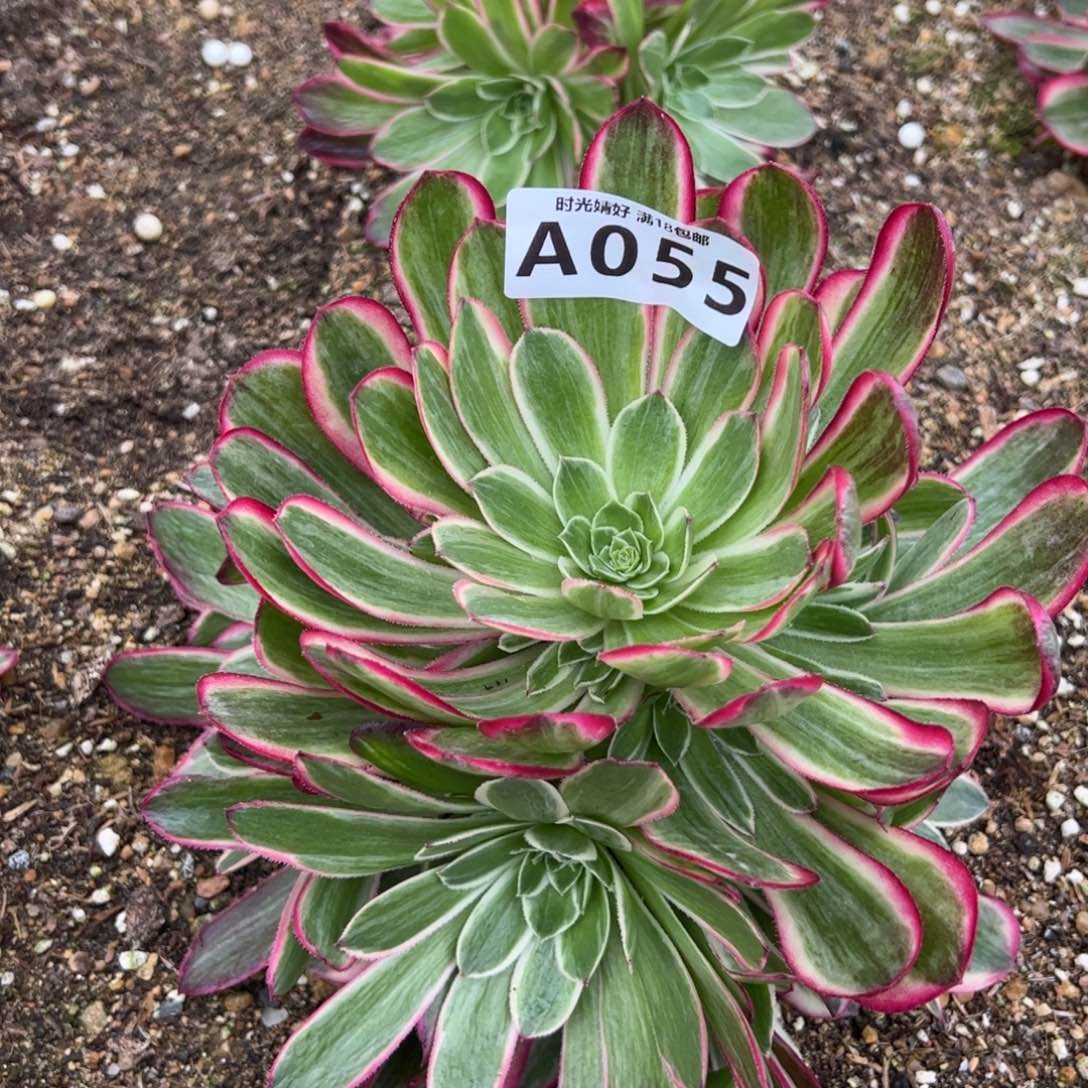 055孔雀翎多肉植物