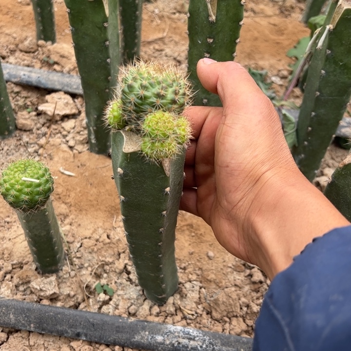 袖普嫁接宝山红梅30