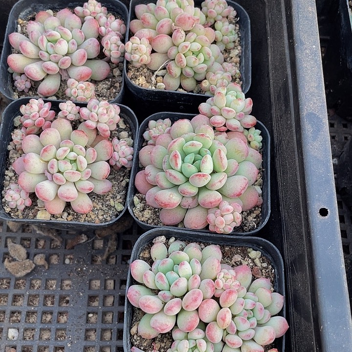 大萌豆带盆土发货