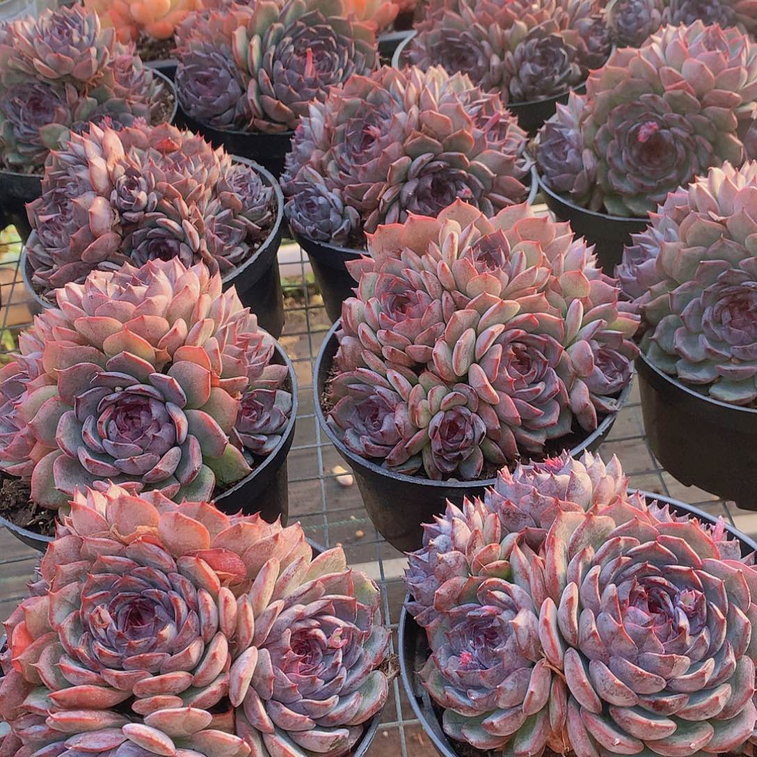 蓝色妖姬345677889999