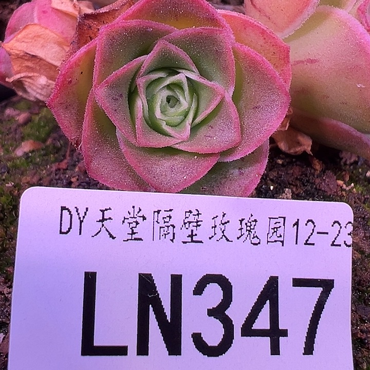 露妮347若初新白龙朱粉色侧芽