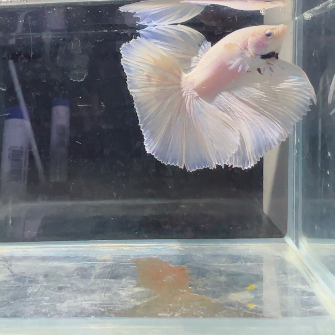 斗鱼浅色特殊尾hhhh