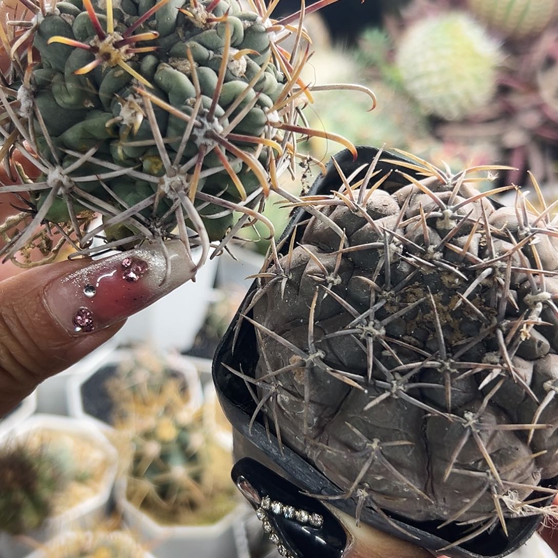 庆松玉加裸鄂仙人球666666666