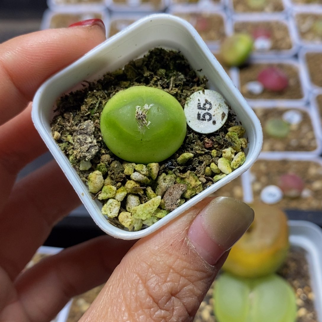 拉登2cm多肉带盆