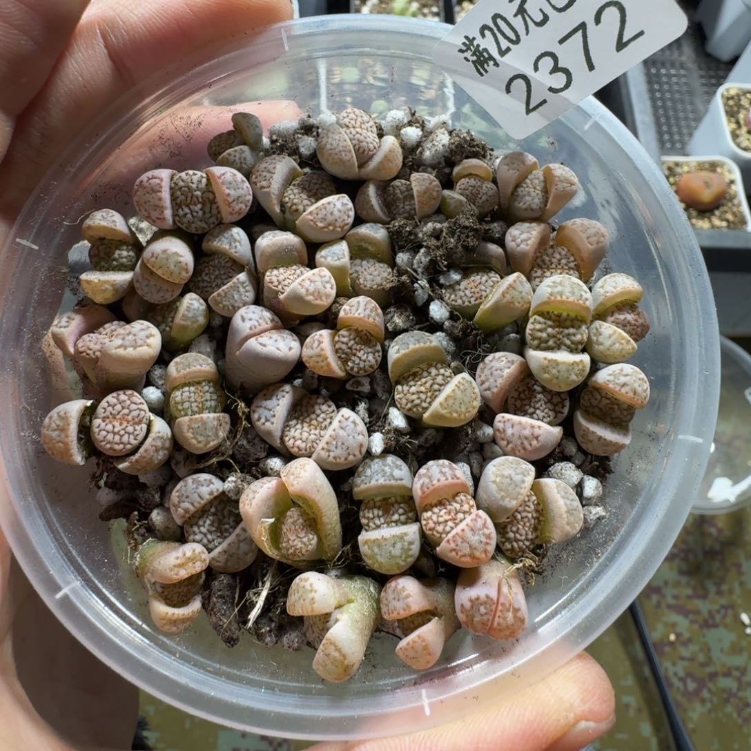 2372。网纹寿丽尺寸不大