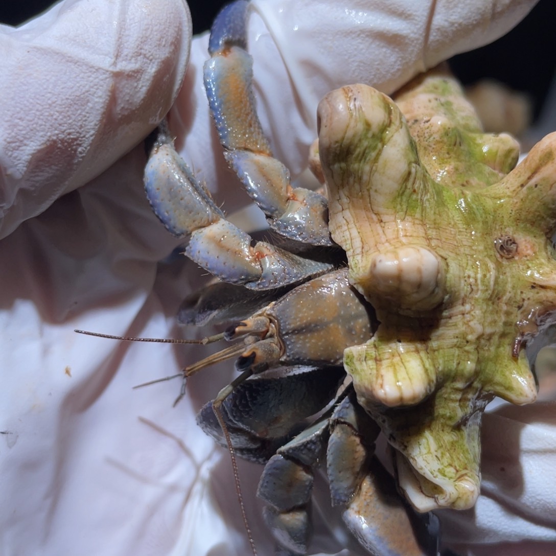 Y5-2.5口灰紫蓝橘